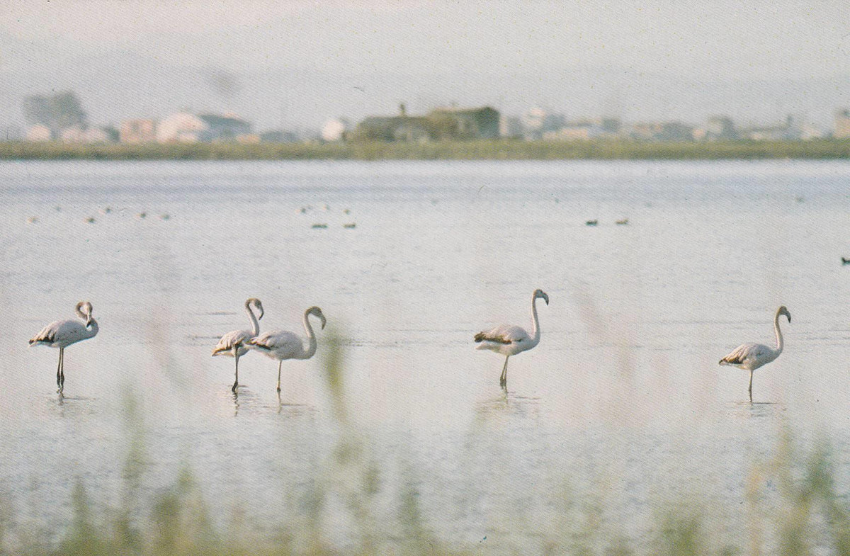 POSTAL B9433: PARQUE DELTA DEL EBRO