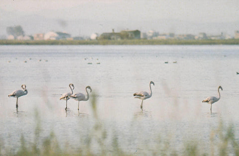 POSTAL B9433: PARQUE DELTA DEL EBRO