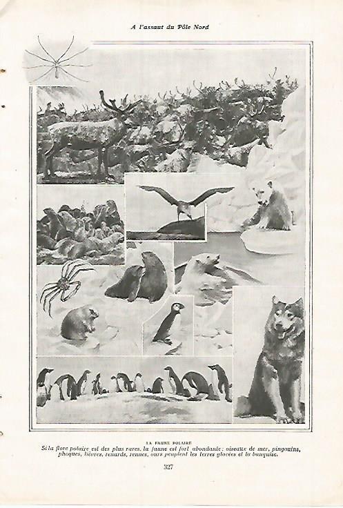 LAMINA 12122: Fauna polar