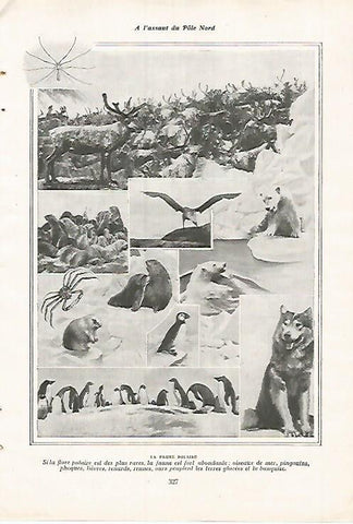 LAMINA 12122: Fauna polar