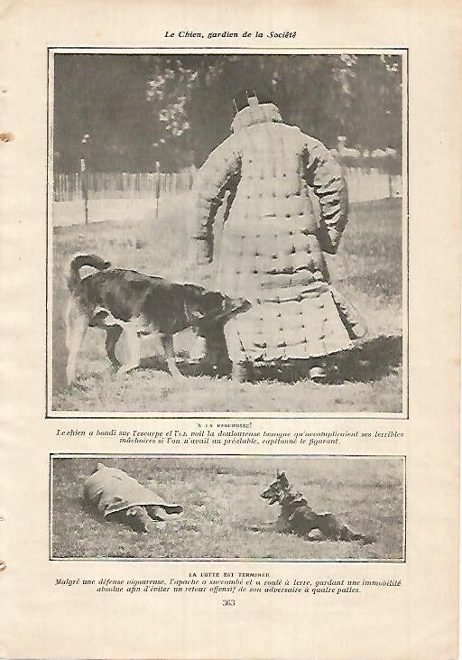 LAMINA 12137: Entrenamiento de perros