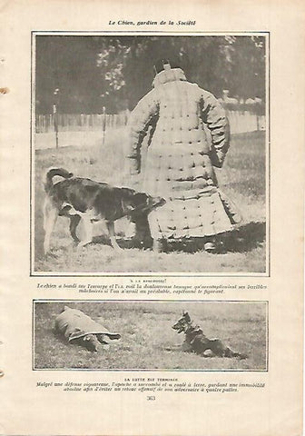 LAMINA 12137: Entrenamiento de perros