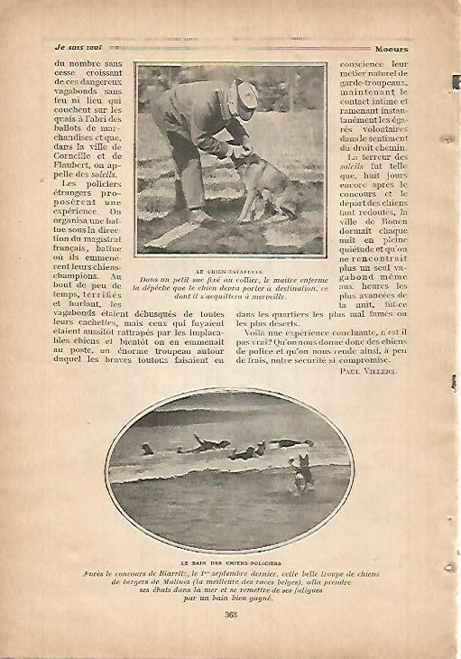 LAMINA 12139: Perros policia