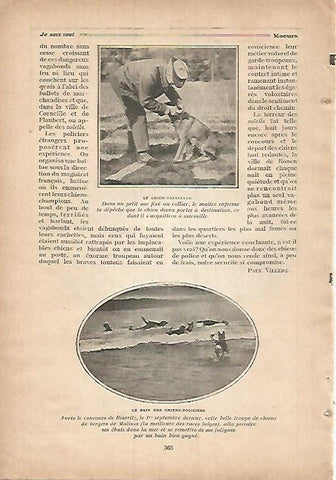 LAMINA 12139: Perros policia