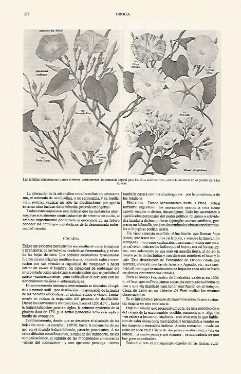 LAMINA ESPASA 31254: Semillas alucinogenas