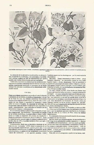 LAMINA ESPASA 31254: Semillas alucinogenas