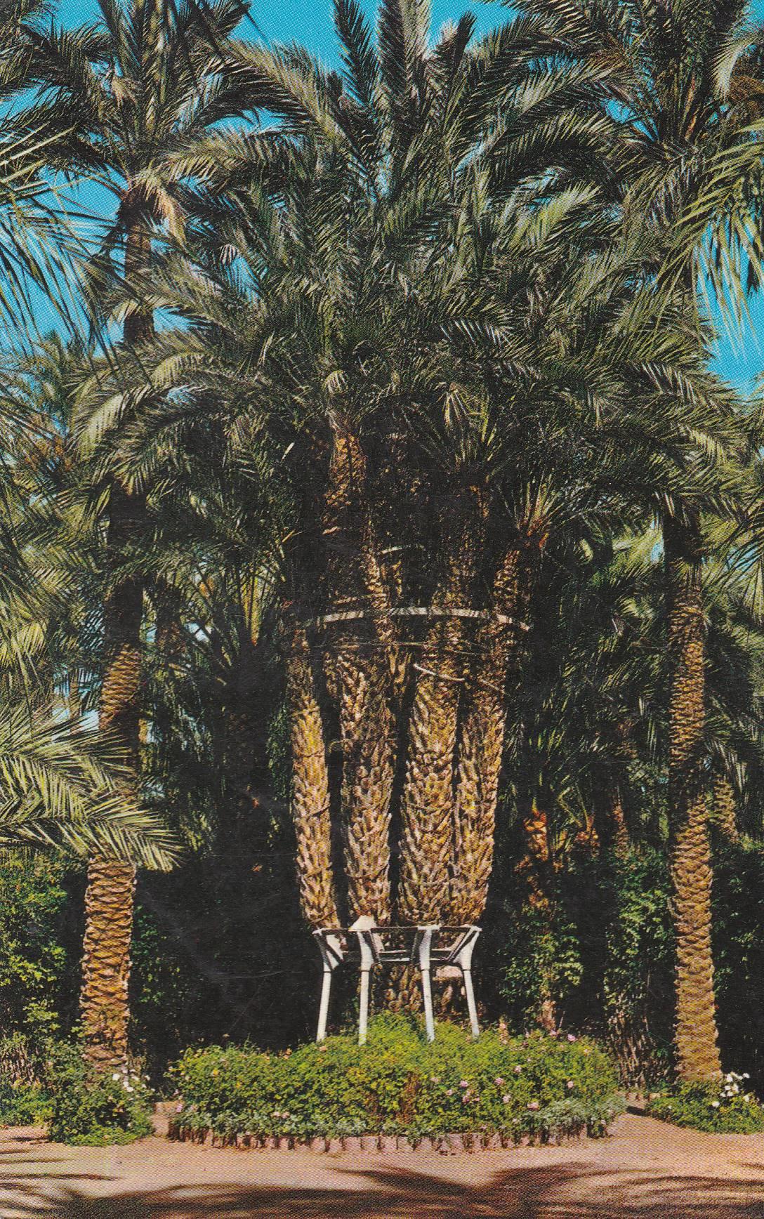POSTAL B9911: ELCHE: HUERTO DEL CURA