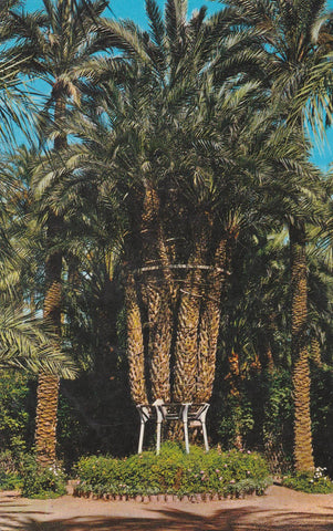 POSTAL B9911: ELCHE: HUERTO DEL CURA