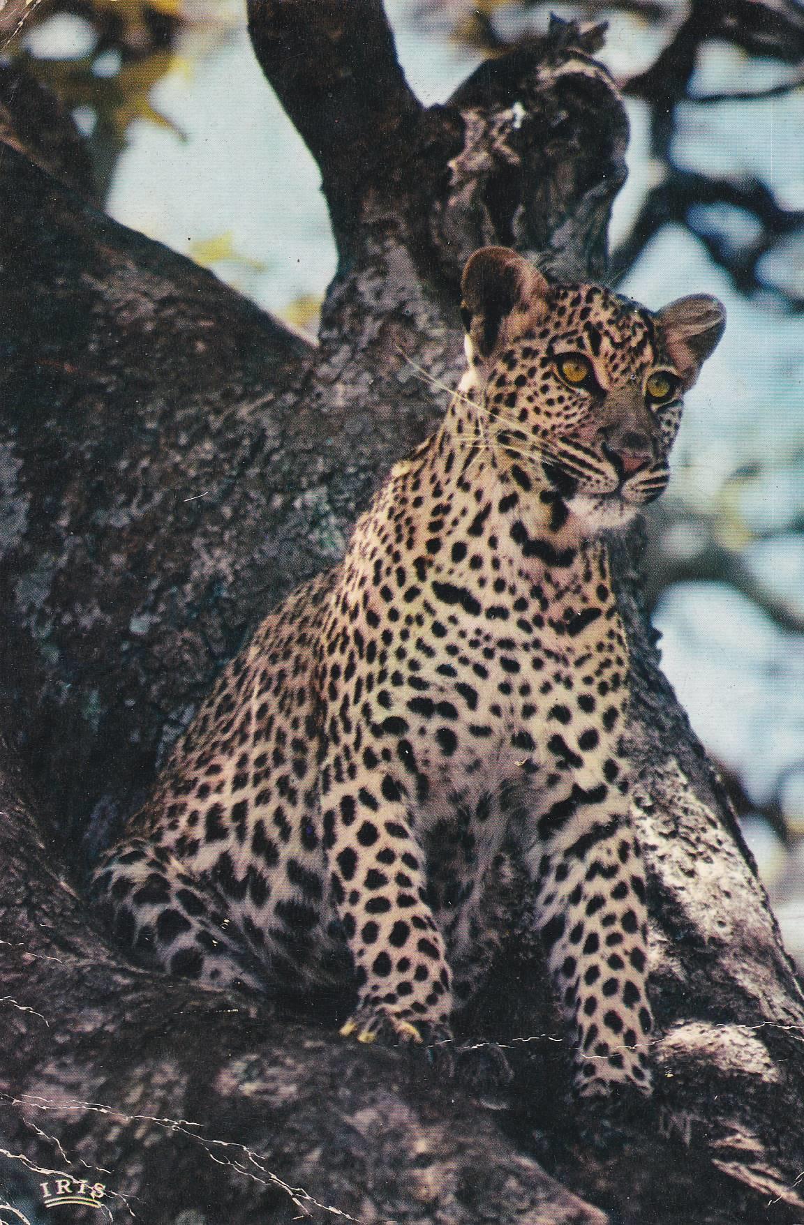 POSTAL B9914: FAUNA AFRICANA: LEOPARDO