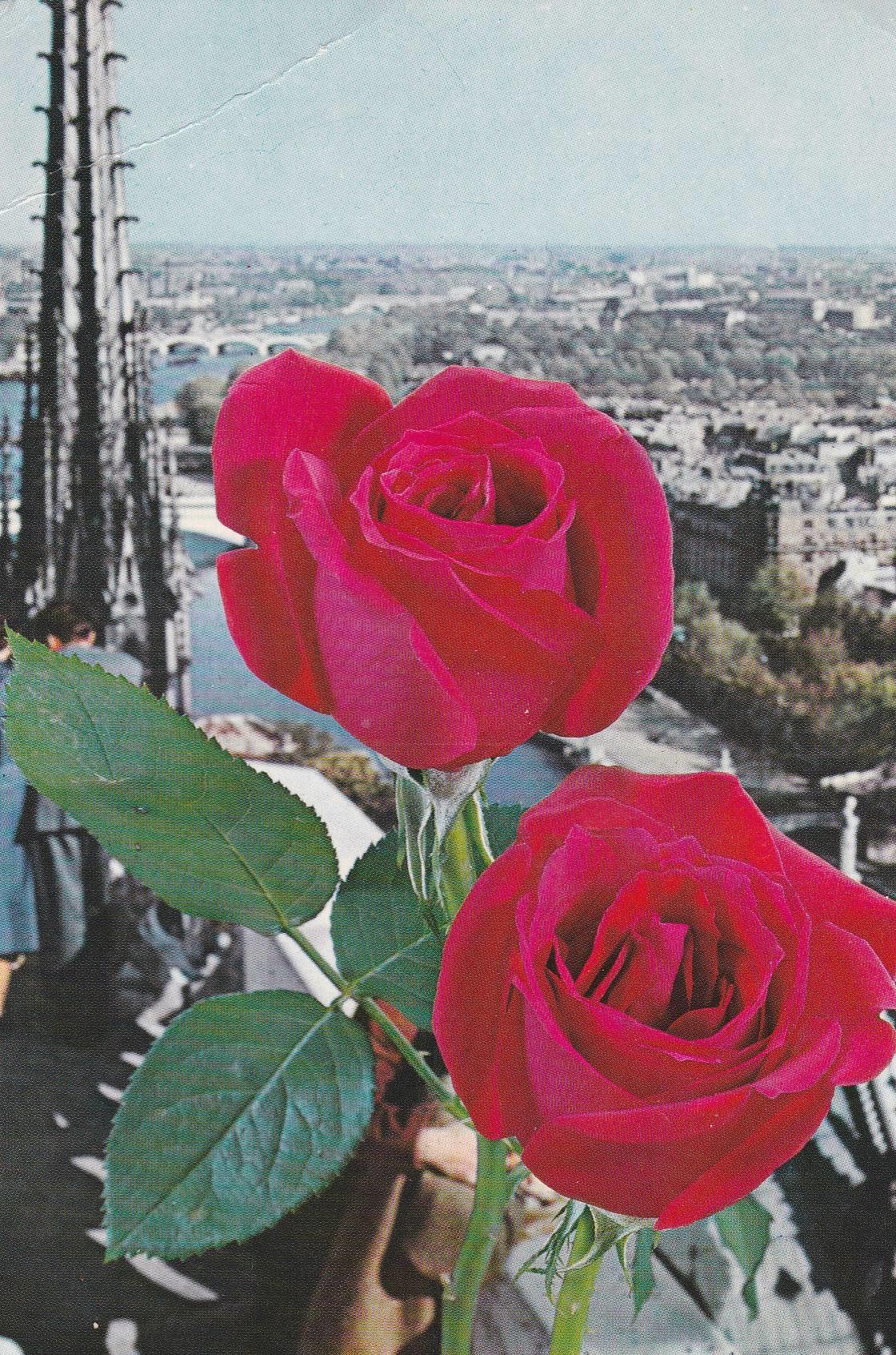 POSTAL B9925: POSTALES FLORARES
