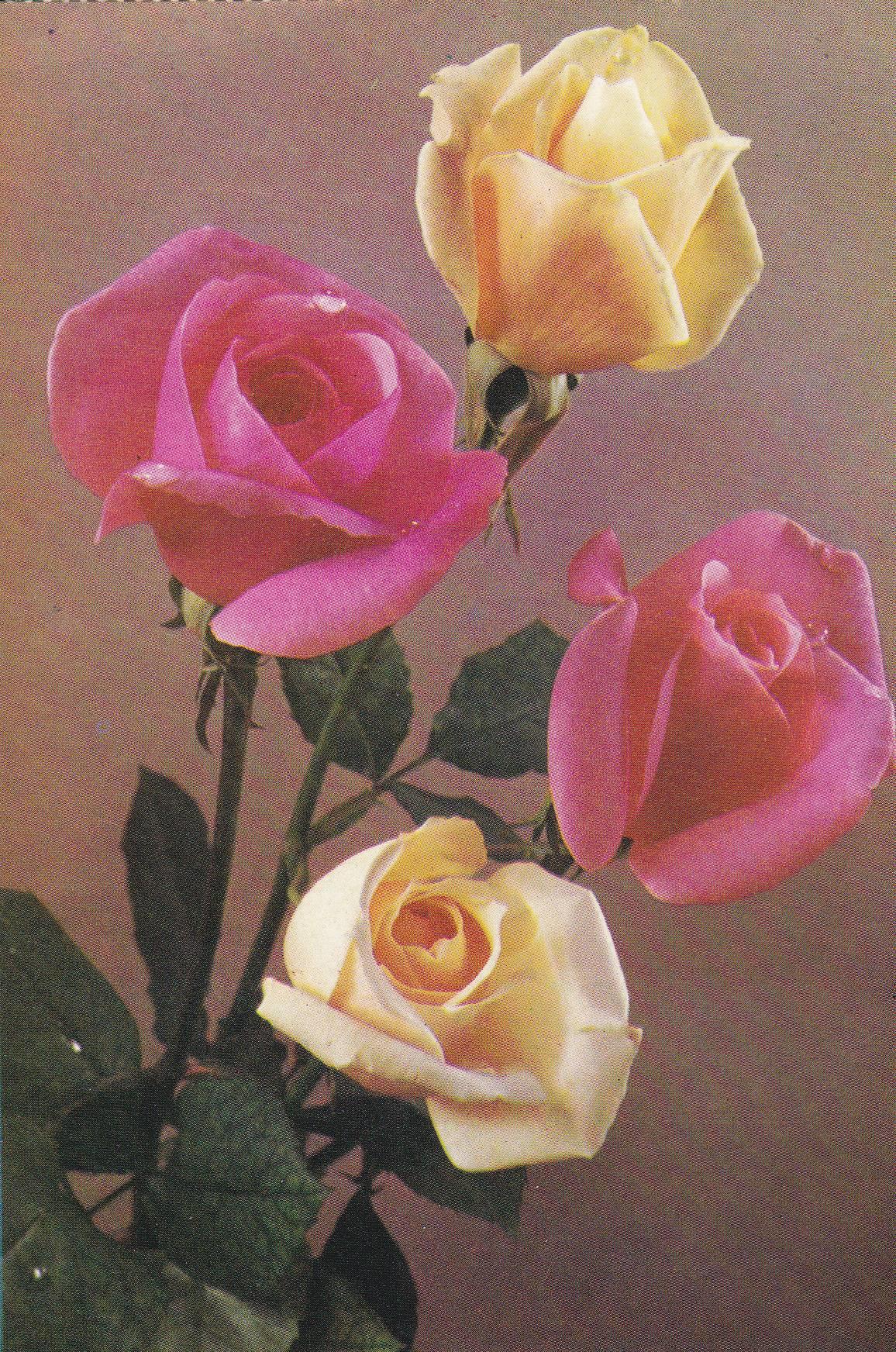 POSTAL B9943: POSTALES FLORALES