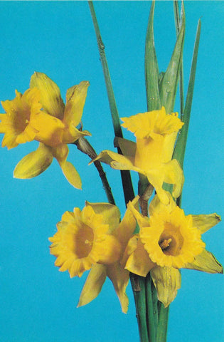 POSTAL B9945: POSTALES FLORALES