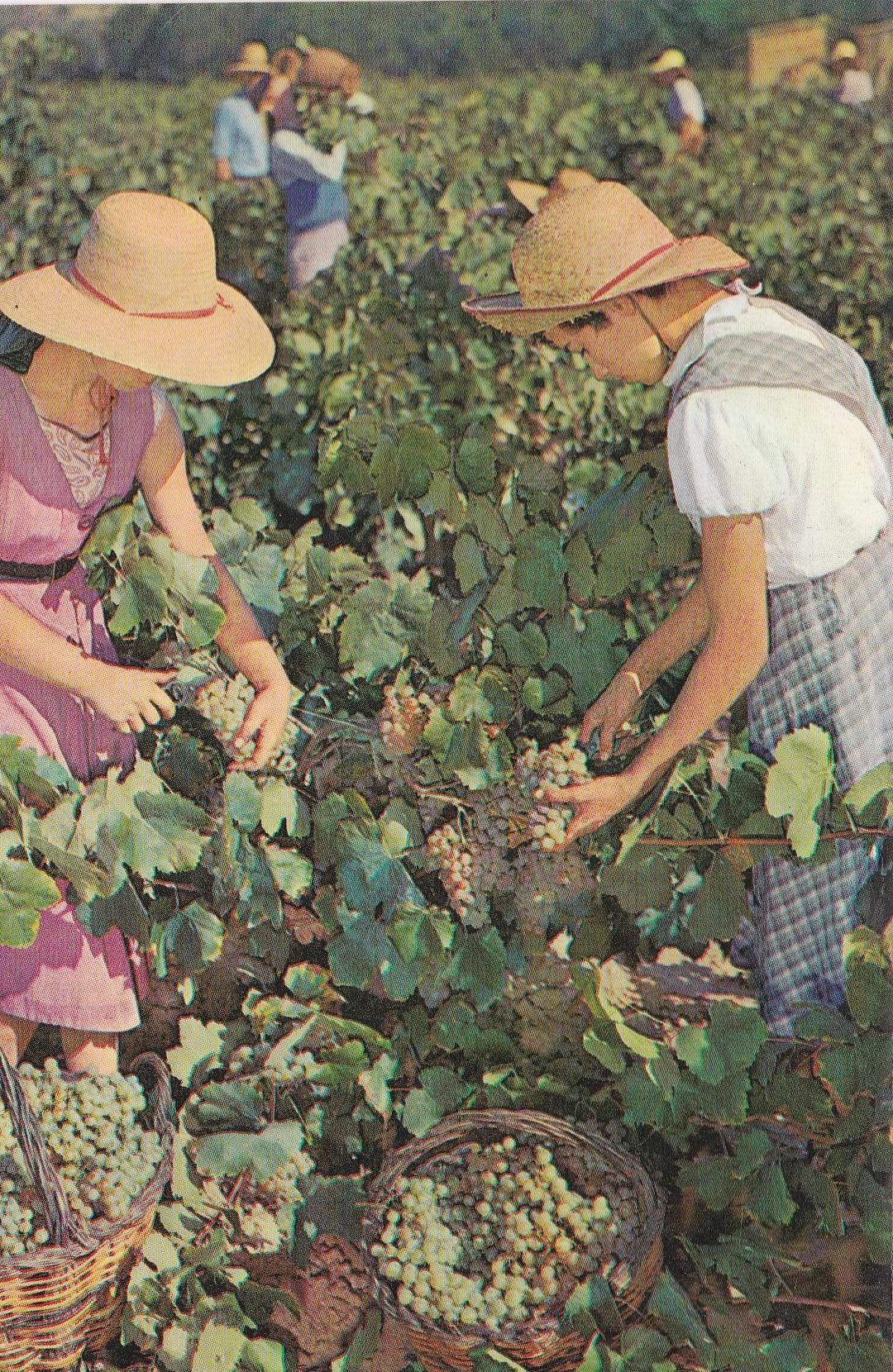 POSTAL B9961: CAVAS CODORNIU: VENDIMIA