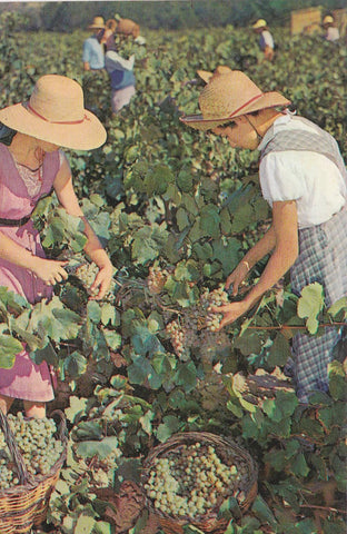 POSTAL B9961: CAVAS CODORNIU: VENDIMIA