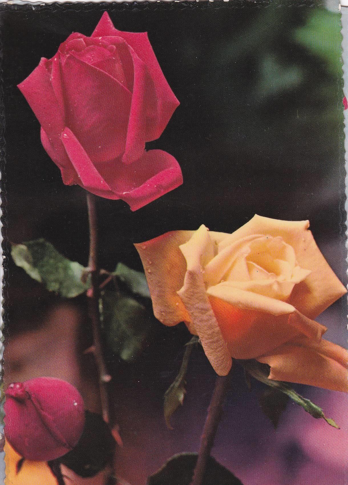 POSTAL B9968: POSTALES FLORALES