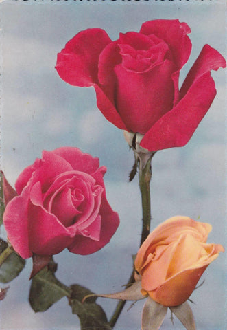 POSTAL B9970: POSTALES FLORALES