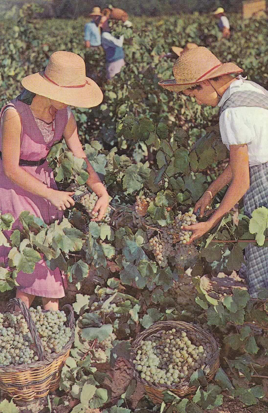 POSTAL B10057: CAVAS COSORNIU: LA VENDIMIA