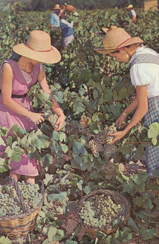 POSTAL B10057: CAVAS COSORNIU: LA VENDIMIA