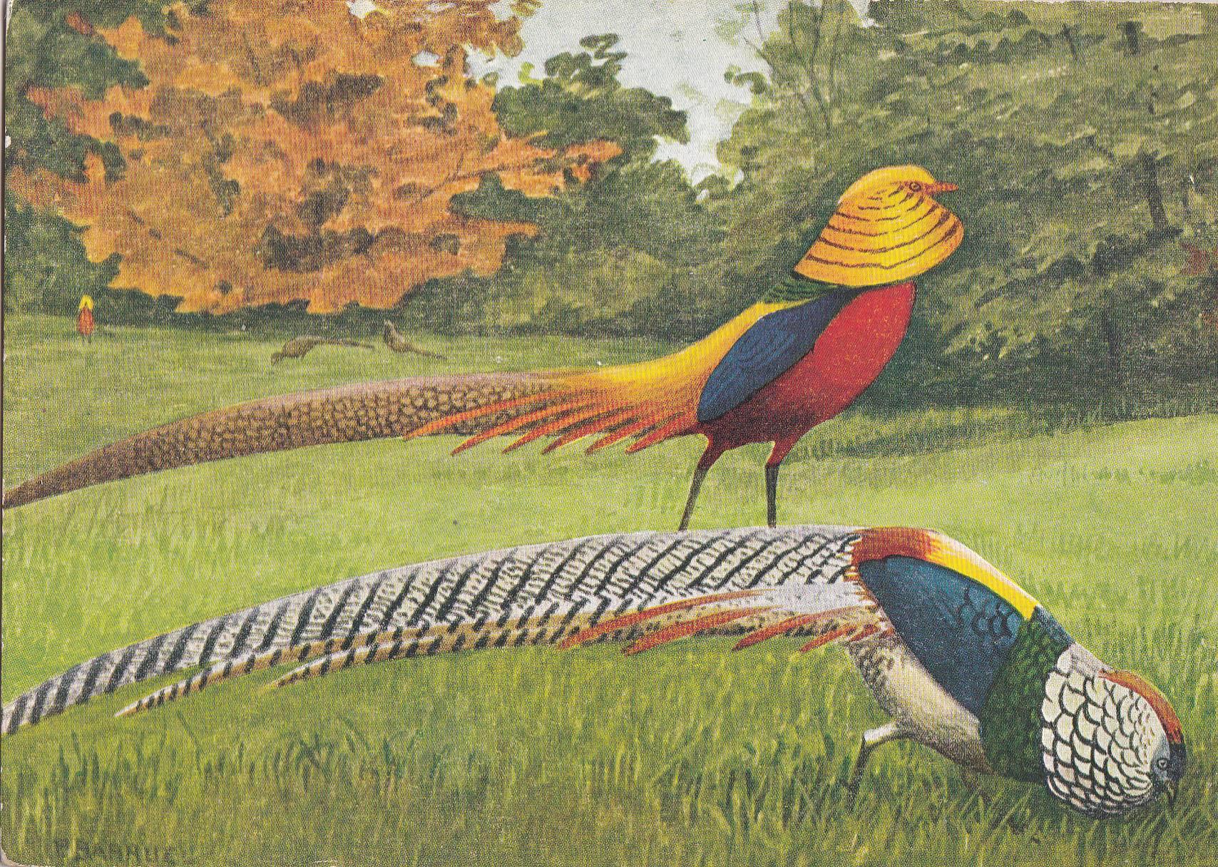 POSTAL B10381: OISEAUX: FAISAN DORADO