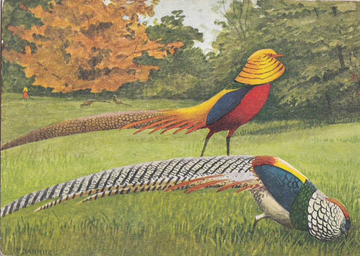 POSTAL B10381: OISEAUX: FAISAN DORADO