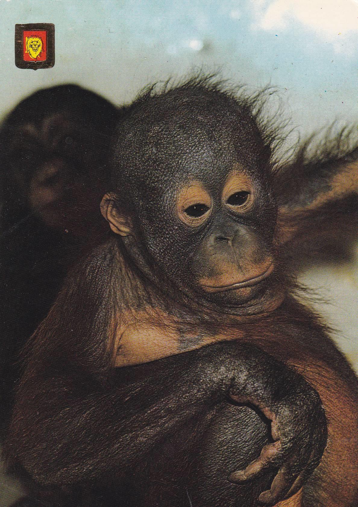 POSTAL B10660: COLECCION ANIMALES: CHIMPANCE