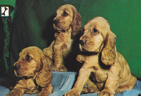 POSTAL B10661: COLECCION ANIMALES: PERROS