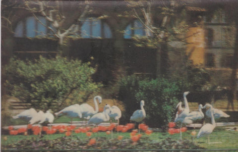 POSTAL B10690: ZOO BARCELONA: FLAMENCOS