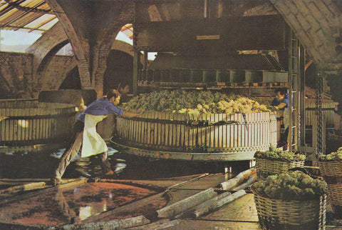 POSTAL B10739: CAVAS CODORNIU: PRESANDO LA UVA