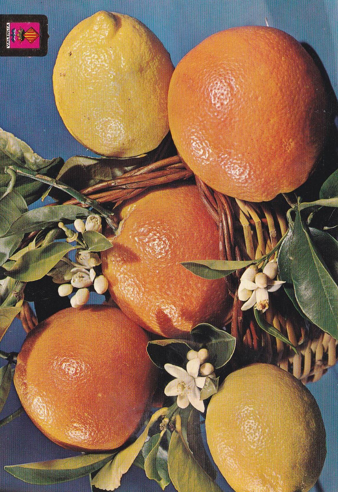 POSTAL B10745: VALENCIA: NARANJAS Y LIMONES
