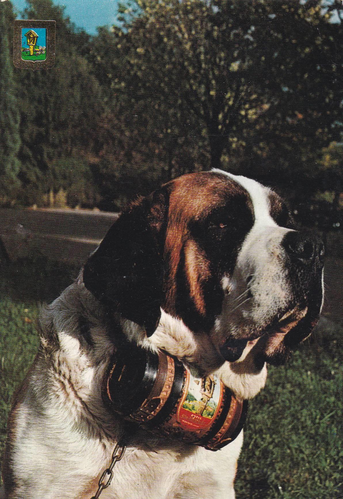 POSTAL B10777: SAN BERNAT: PERRO SAN BERNARDO
