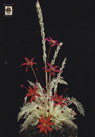 POSTAL B10858: COLECCION FLORES. SERIE 0: DIVERSOS ASPECTOS