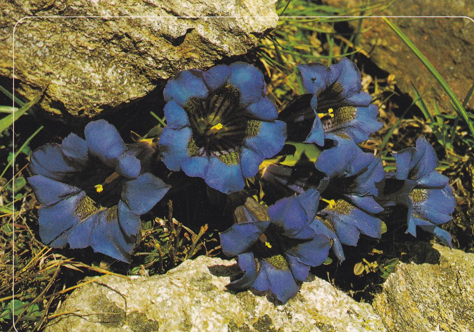 POSTAL B10875: CLUSIUS GENTIAN