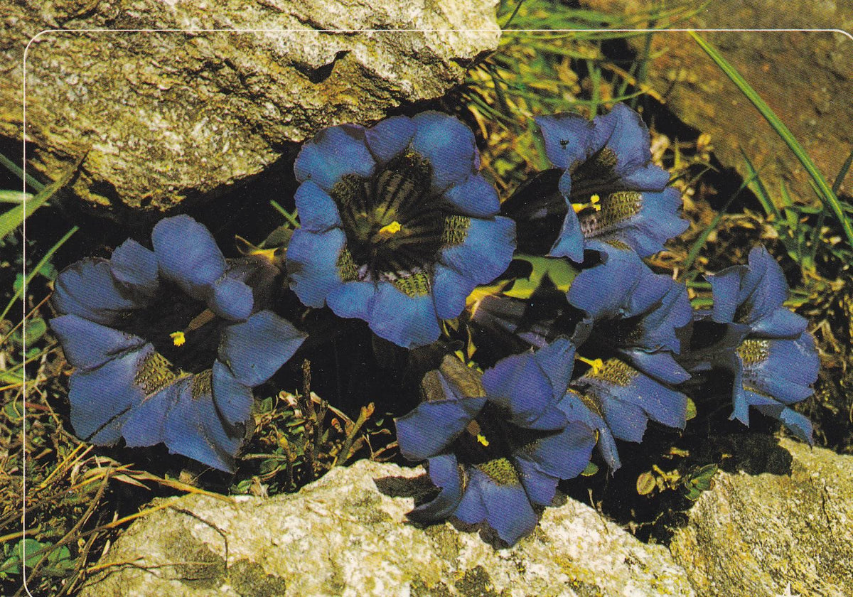 POSTAL B10875: CLUSIUS GENTIAN