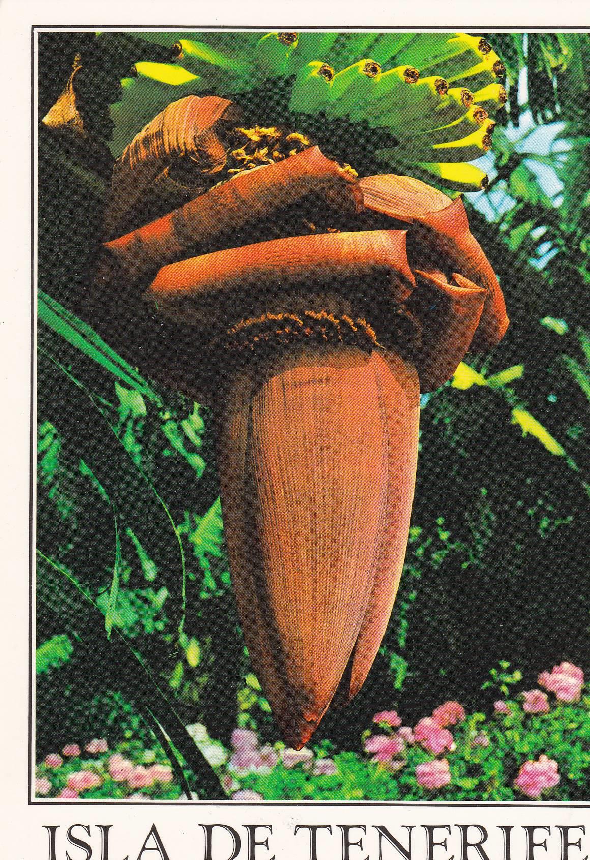 POSTAL B10879: FLORES DE CANARIAS: DIVERSOS ASPECTOS