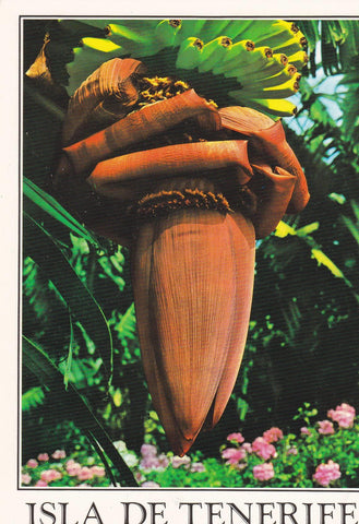POSTAL B10879: FLORES DE CANARIAS: DIVERSOS ASPECTOS