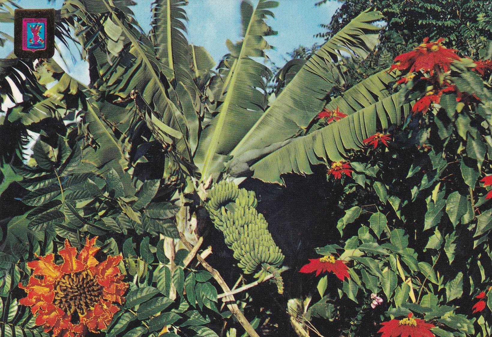 POSTAL B10916: TENERIFE: PLATANERAS