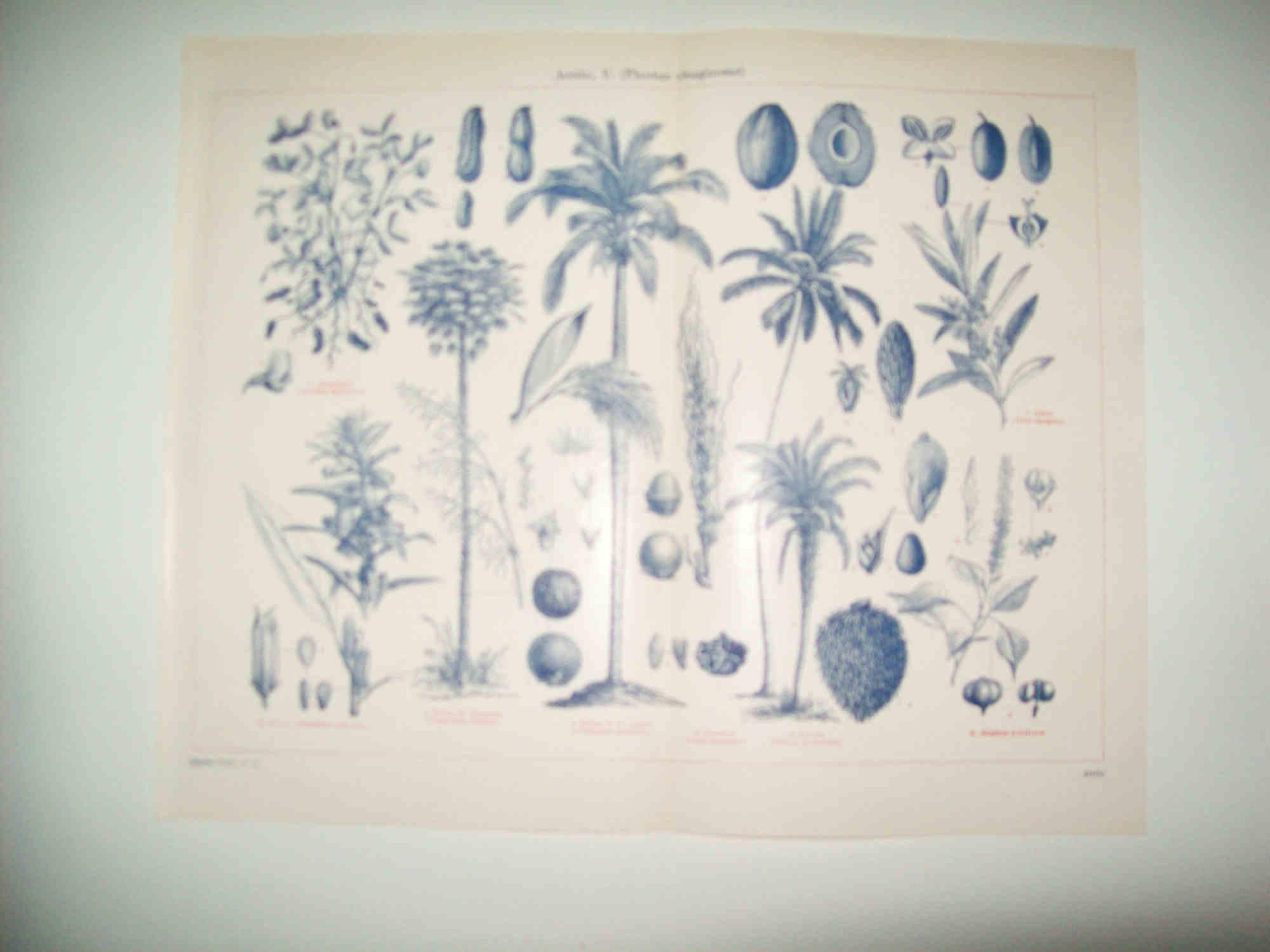 LAMINA ESPASA 31318: Plantas oleaginosas