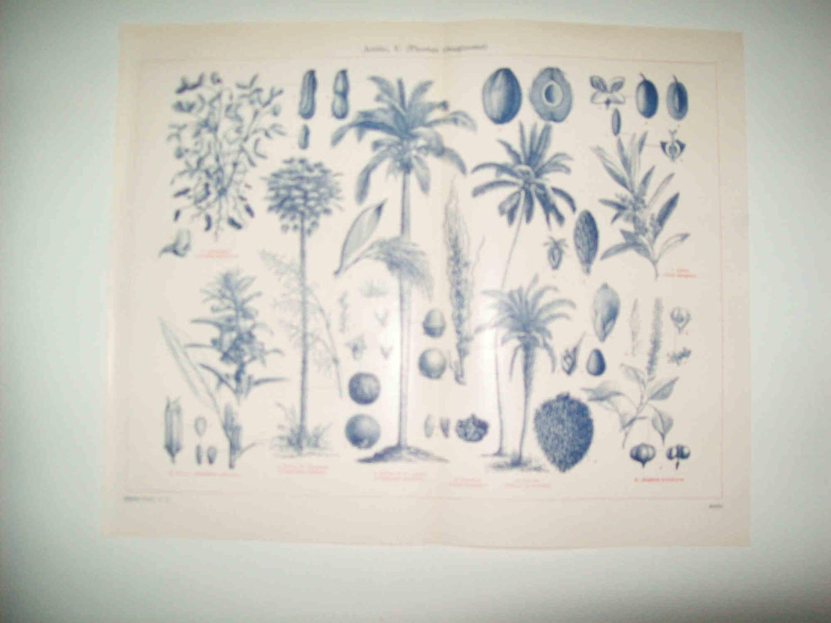 LAMINA ESPASA 31318: Plantas oleaginosas