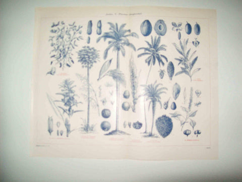 LAMINA ESPASA 31318: Plantas oleaginosas