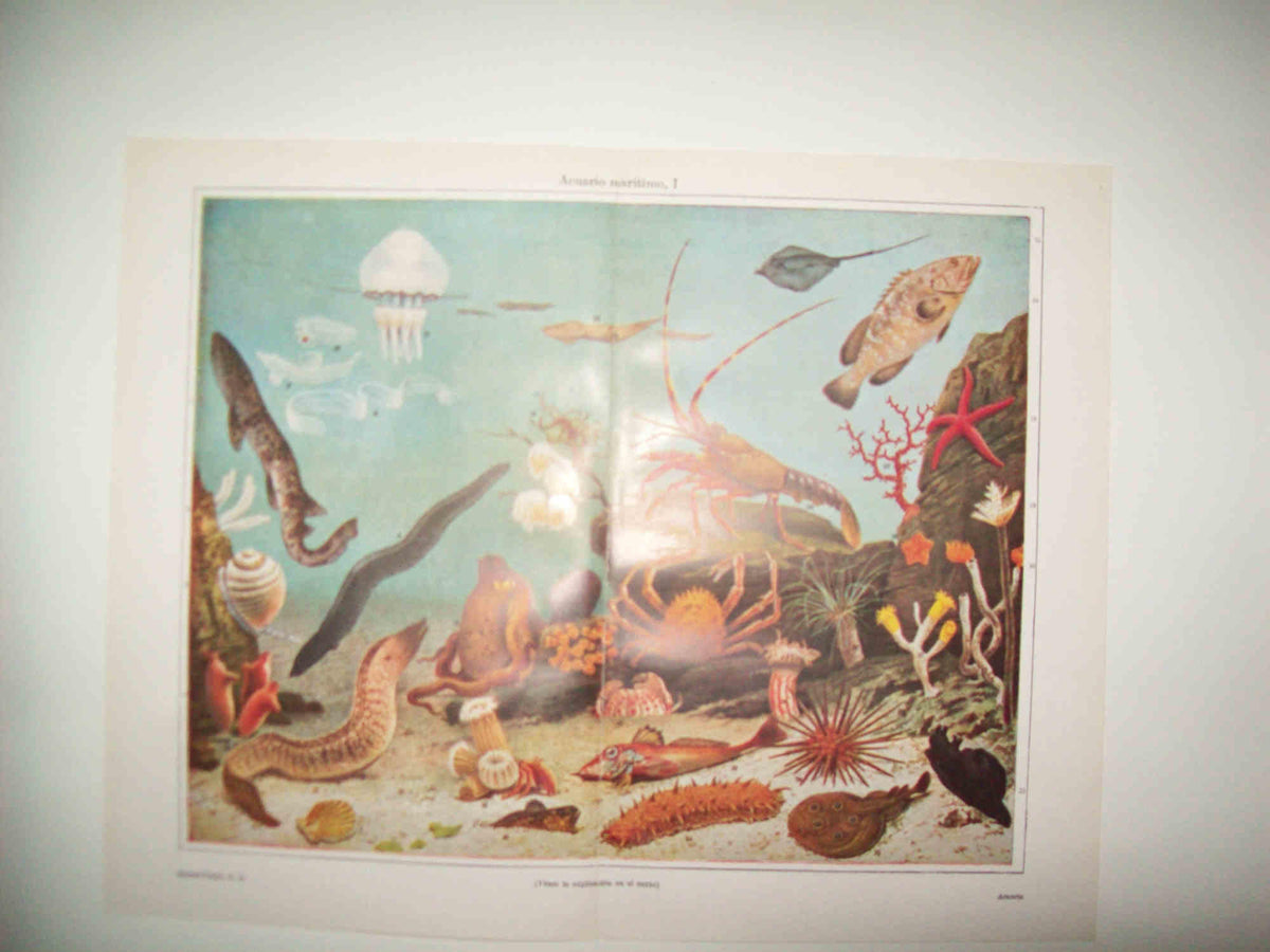 LAMINA ESPASA 31374: Acuario maritimo