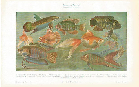 LAMINA ESPASA 31376: Acuario fluvial
