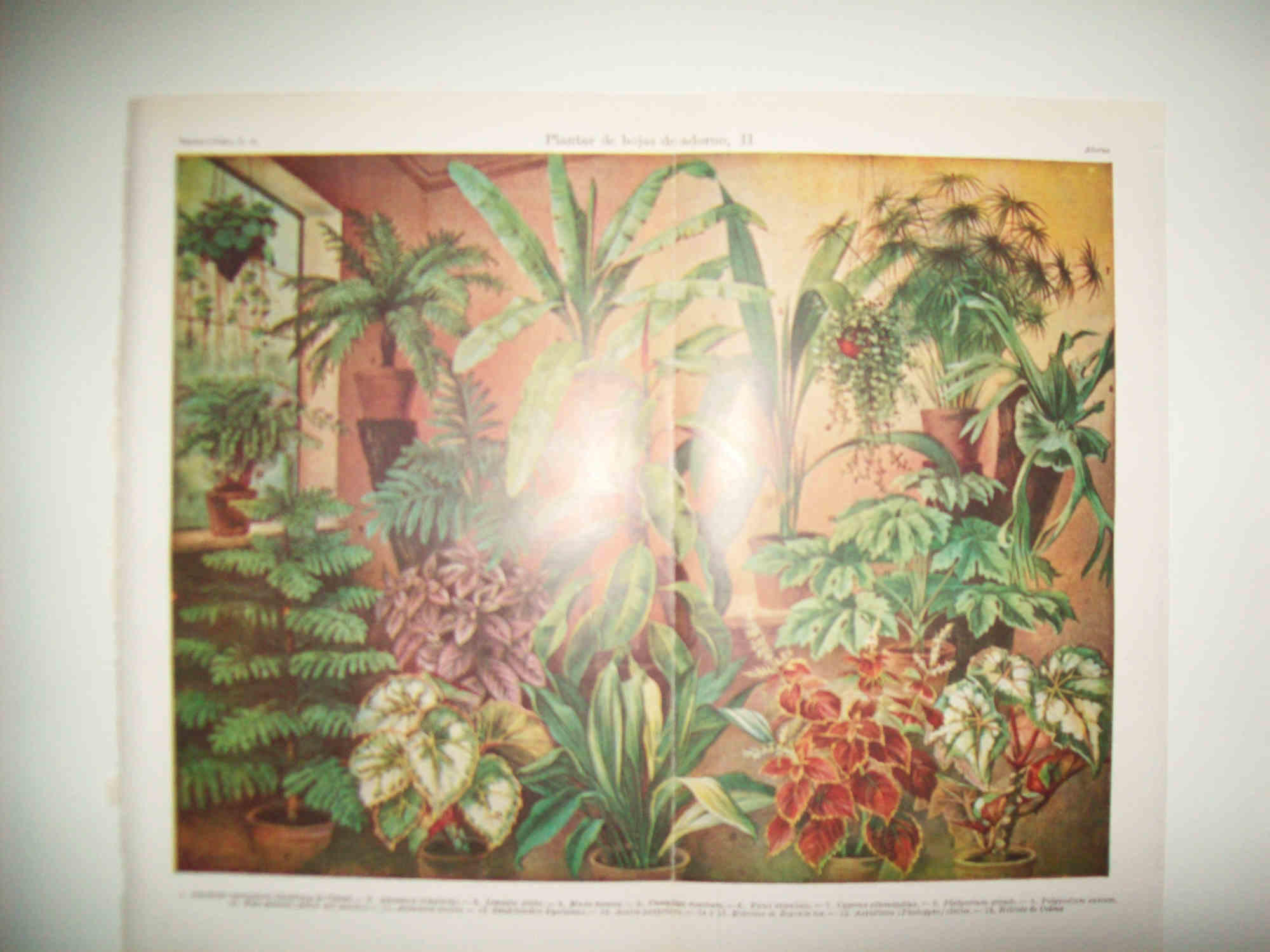 LAMINA ESPASA 31418: Plantas de adorno