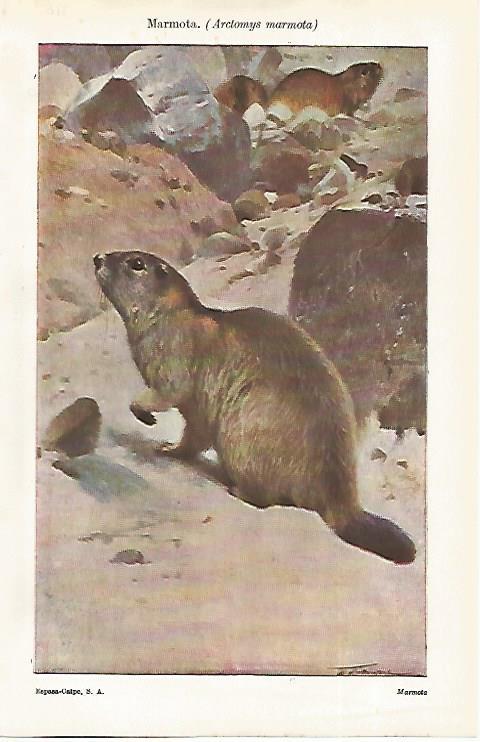 LAMINA ESPASA 31699: Marmota