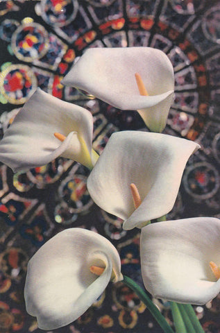 POSTAL B11009: ILUSTRACION DE FLORES. DIVERSOS ASPECTOS