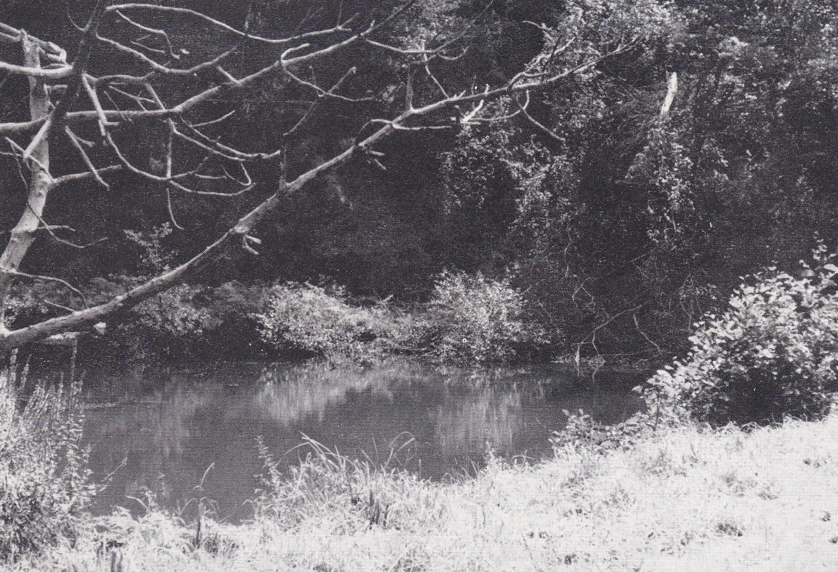 POSTAL B11010: IMAGEN DE PRADO. BLANCO Y NEGRO. INDETERMINADO