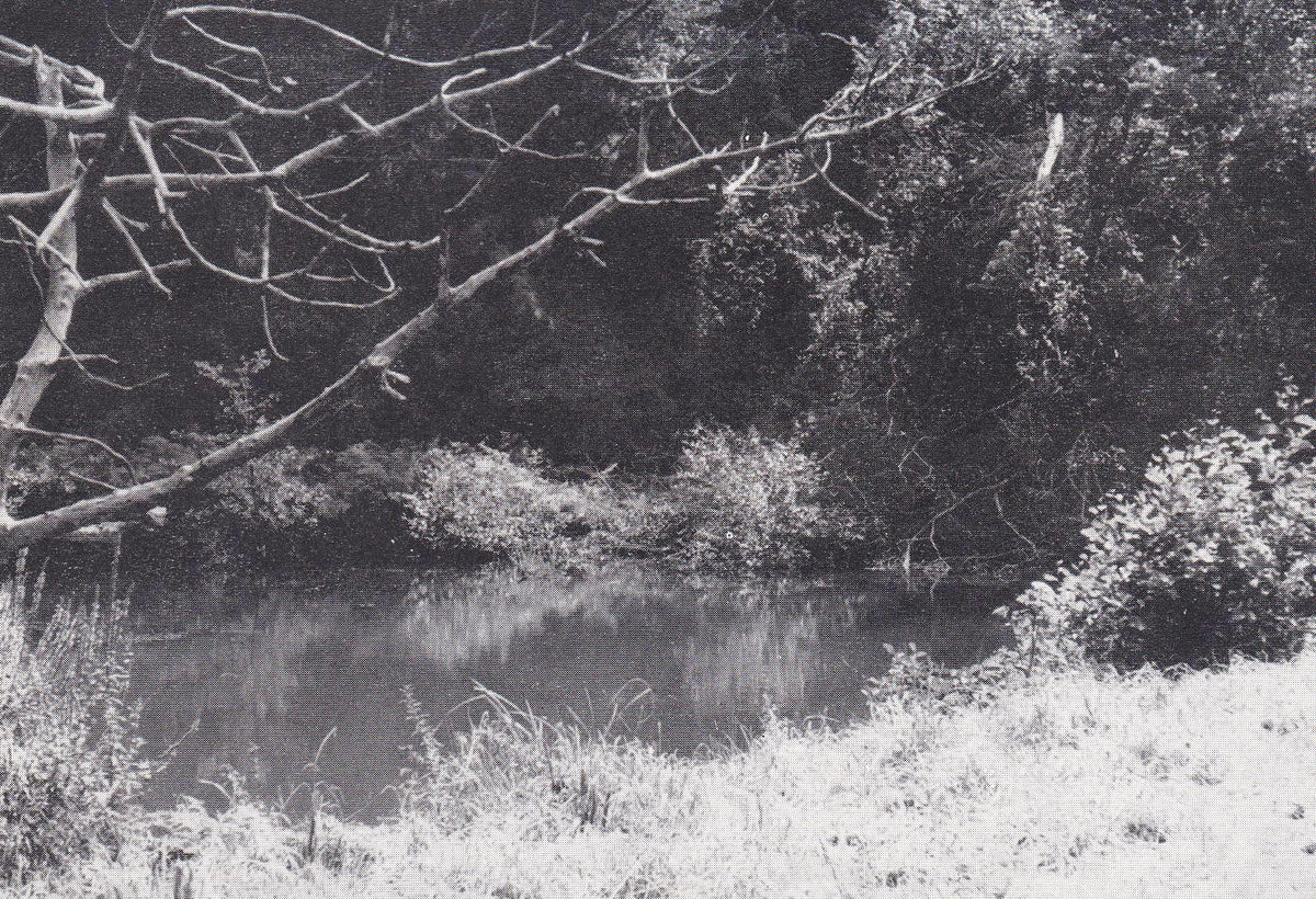 POSTAL B11010: IMAGEN DE PRADO. BLANCO Y NEGRO. INDETERMINADO