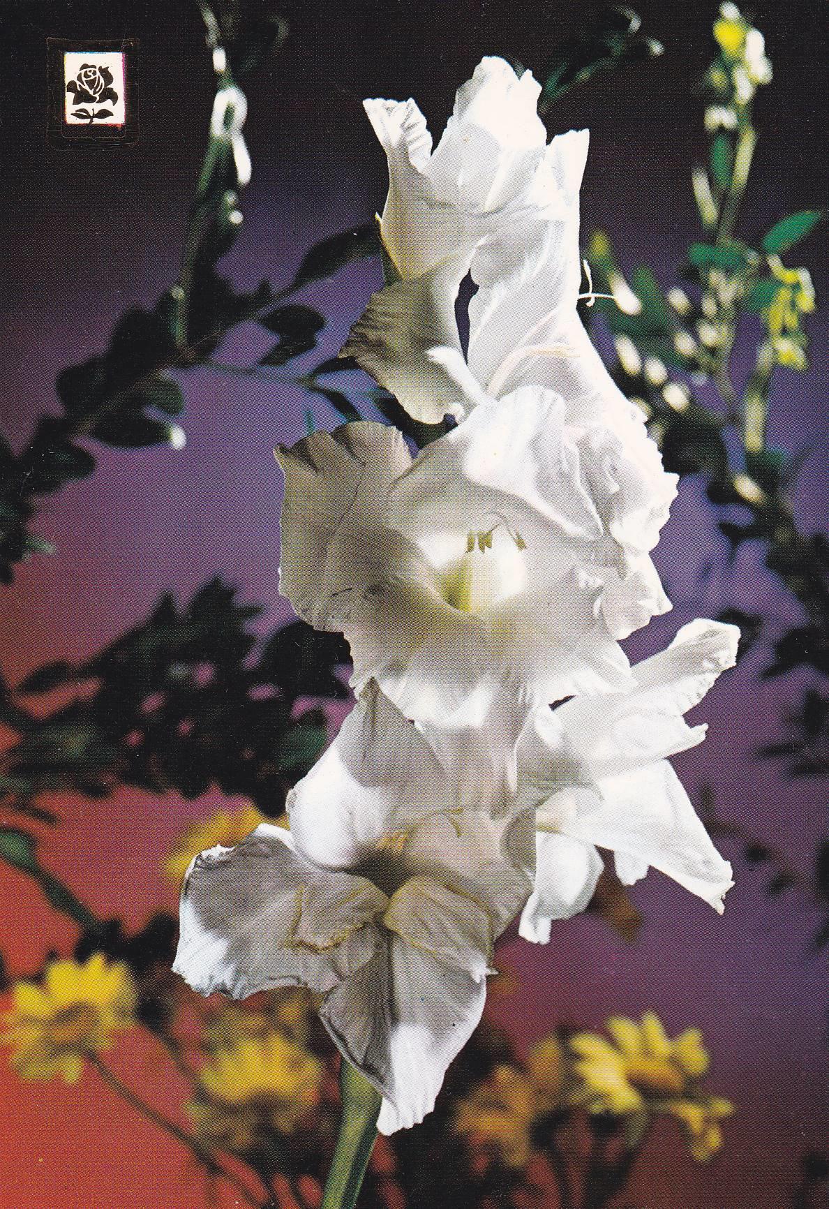 POSTAL B11057: BODEGON DE FLORES: DIVERSOS ASPECTOS