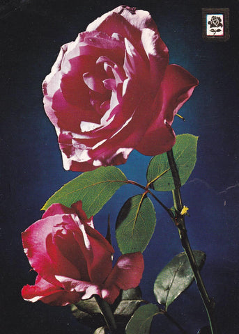 POSTAL B11059: BODEGON DE FLORES: DIVERSOS ASPECTOS