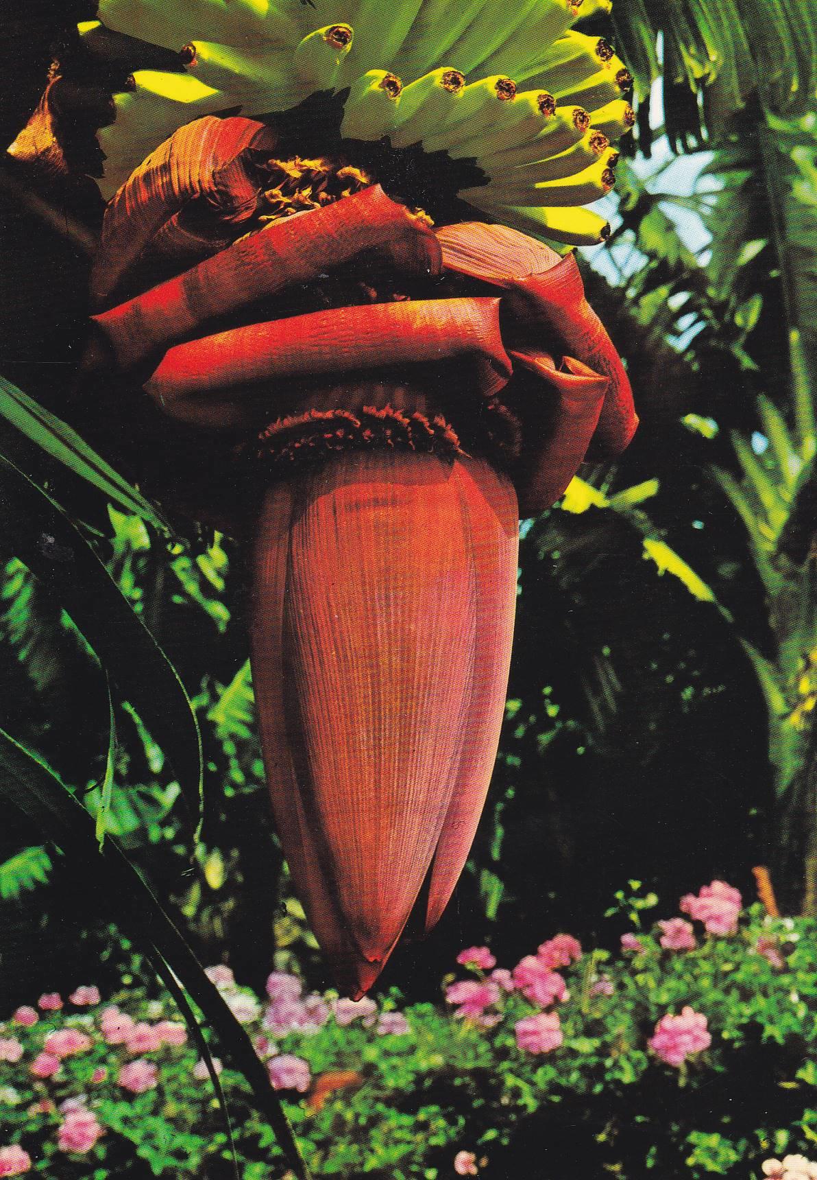 POSTAL B11082: FLORES DE LAS CANARIAS. DIVERSOS ASPECTOS