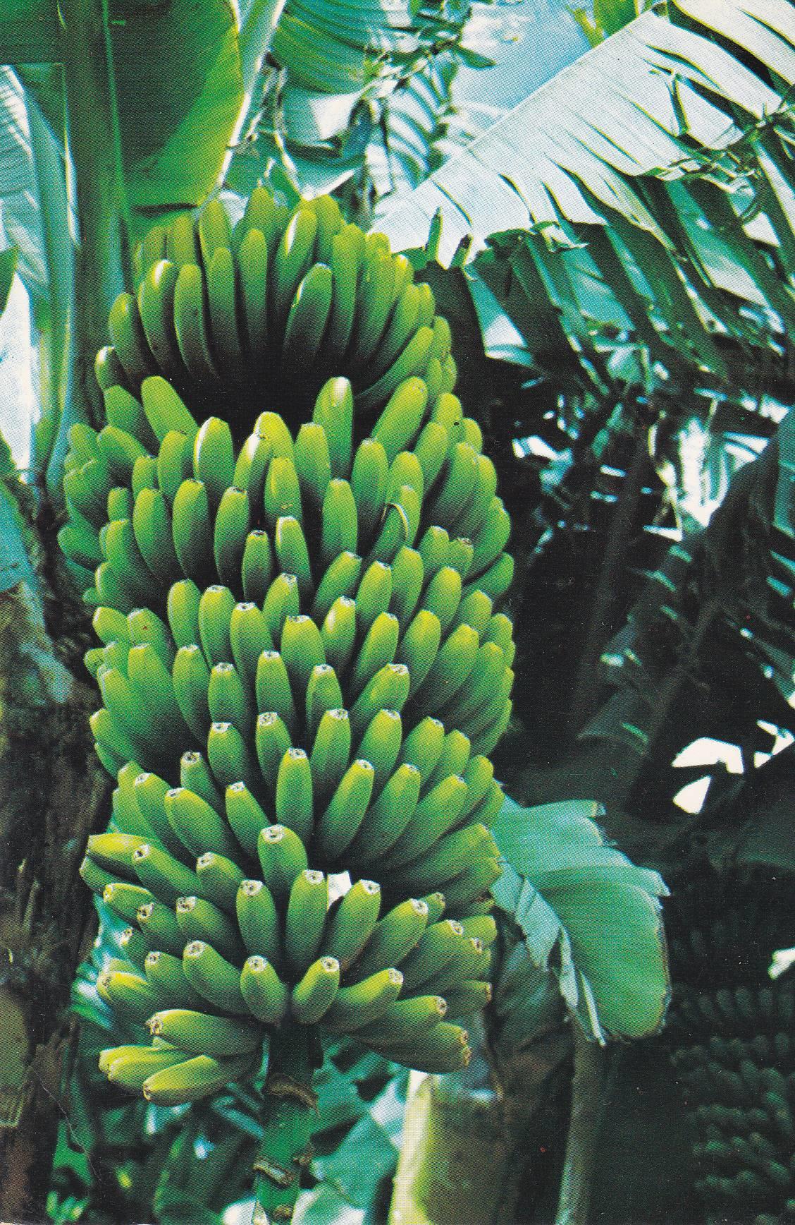 POSTAL B11092: GRAN CANARIA: RACIMO DE PLATANOS